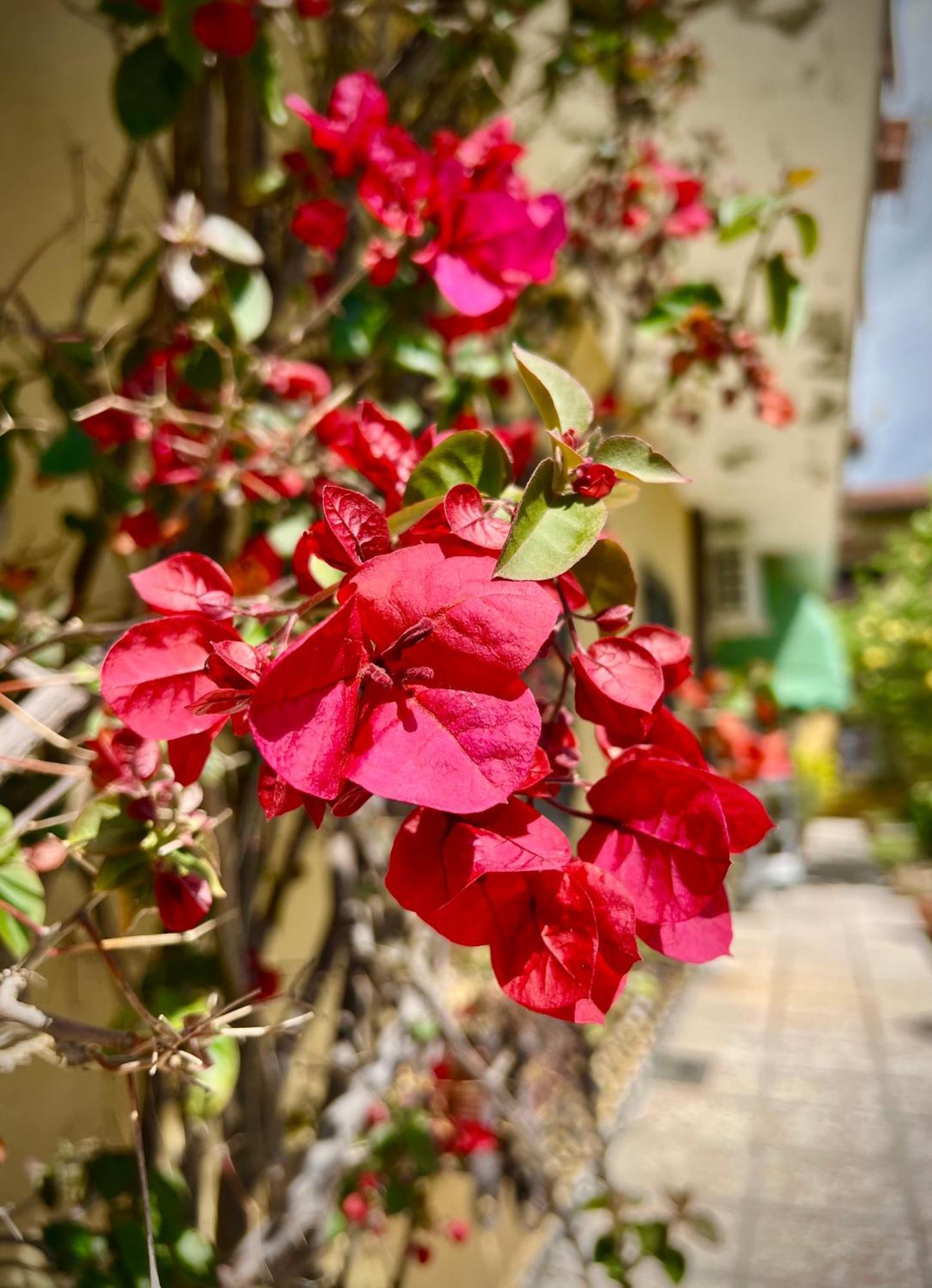 Bed&Breakfast Villa Lorena Forte dei Marmi Exteriör bild